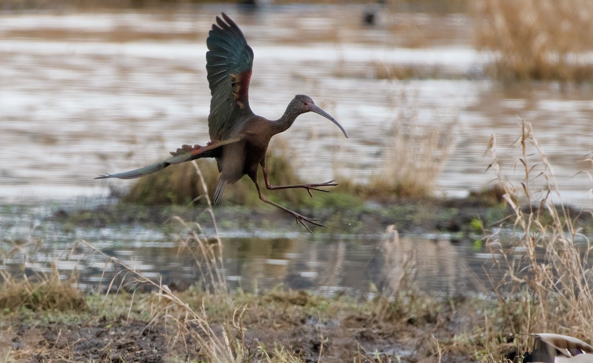 ibis americký - ML304730981