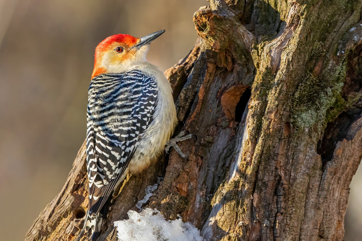 Red-bellied Woodpecker - ML304732001