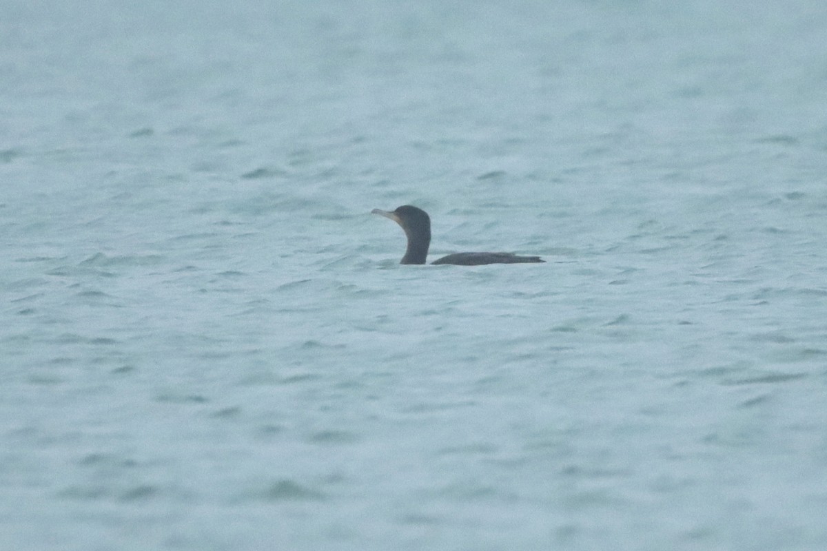 European Shag - Letty Roedolf Groenenboom