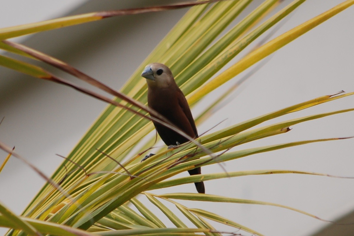 White-headed Munia - ML304733931