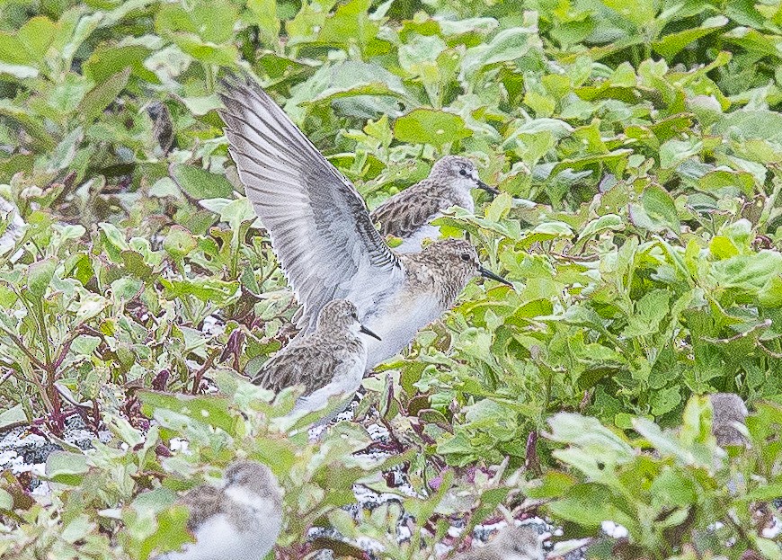 Baird's Sandpiper - ML304734901