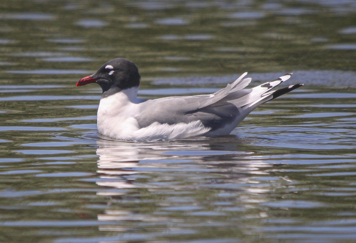 Franklin's Gull - Juan van den Heever