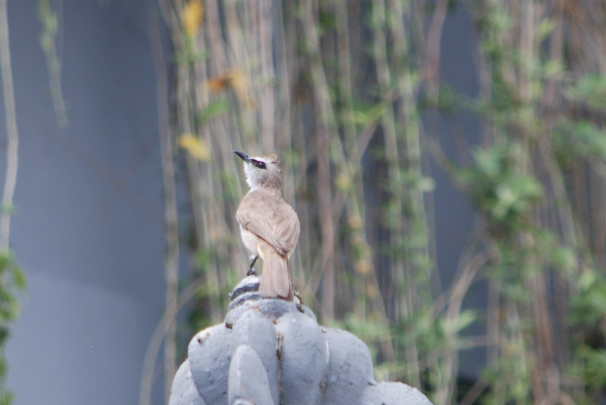 Yellow-vented Bulbul - ML304736161