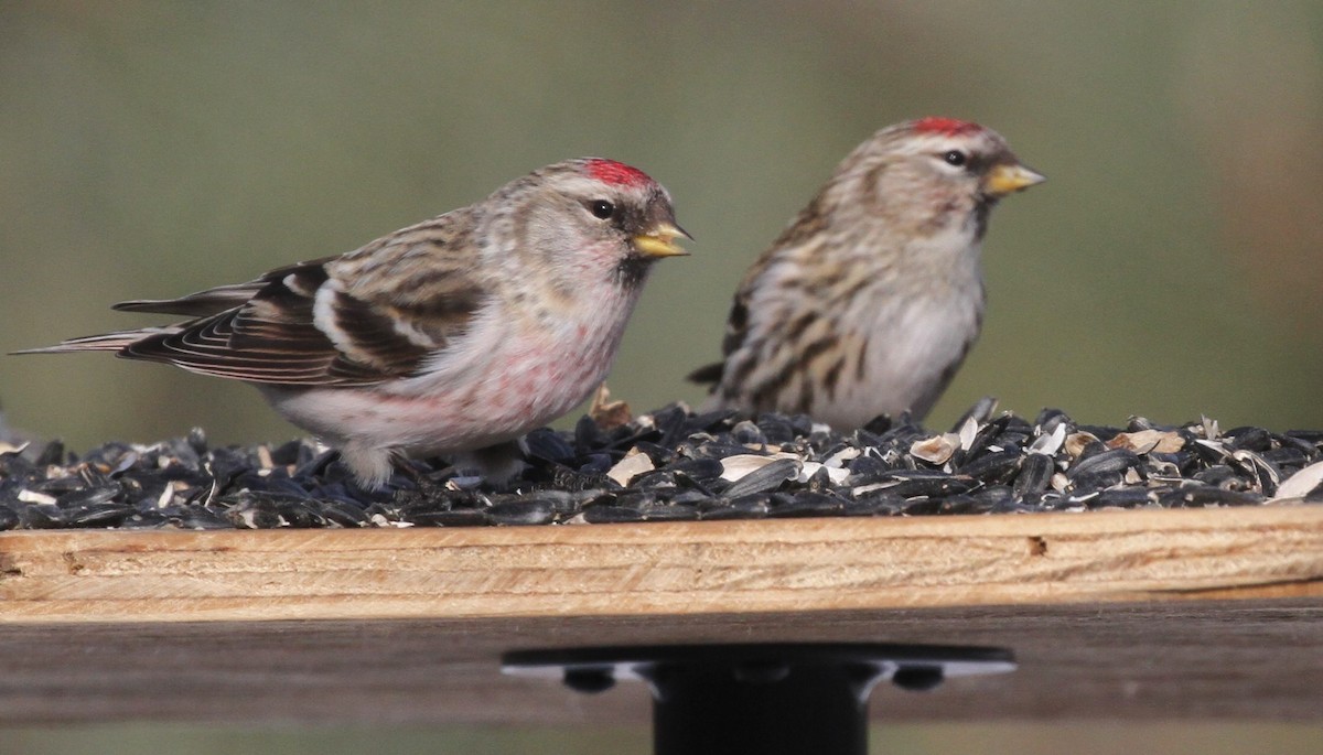 Redpoll - Ryan Brady