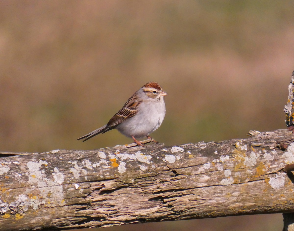 Chipping Sparrow - ML304737421