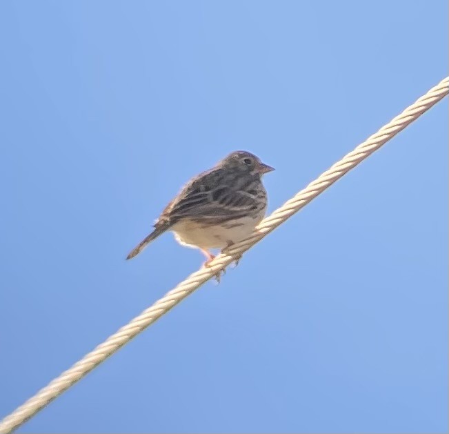 Vesper Sparrow - ML304739021