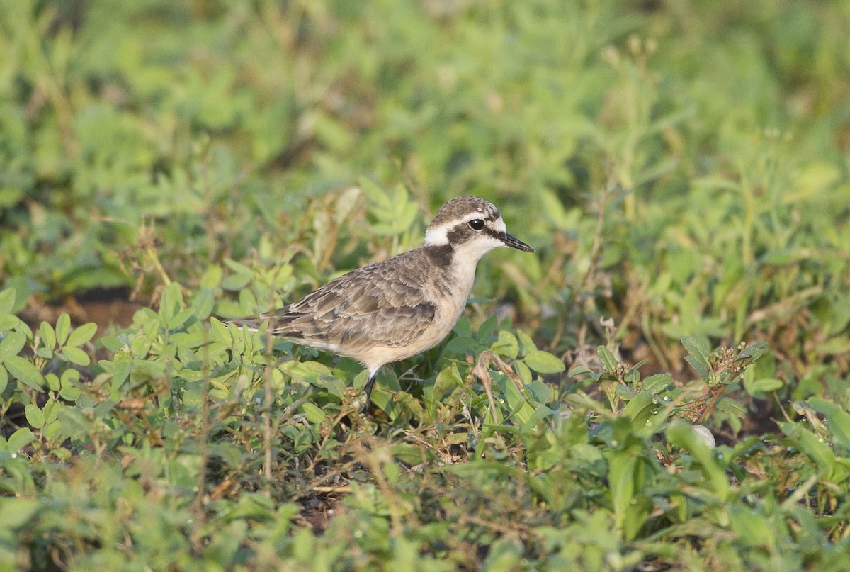 Kittlitz's Plover - ML304739111