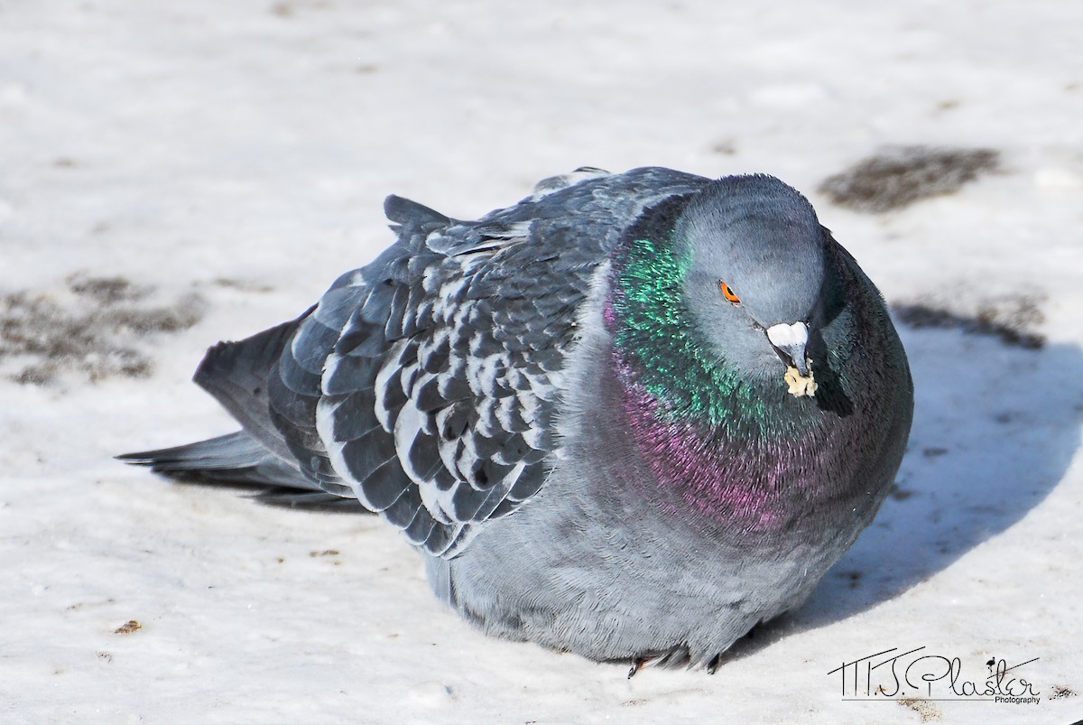 Rock Pigeon (Feral Pigeon) - ML304740291