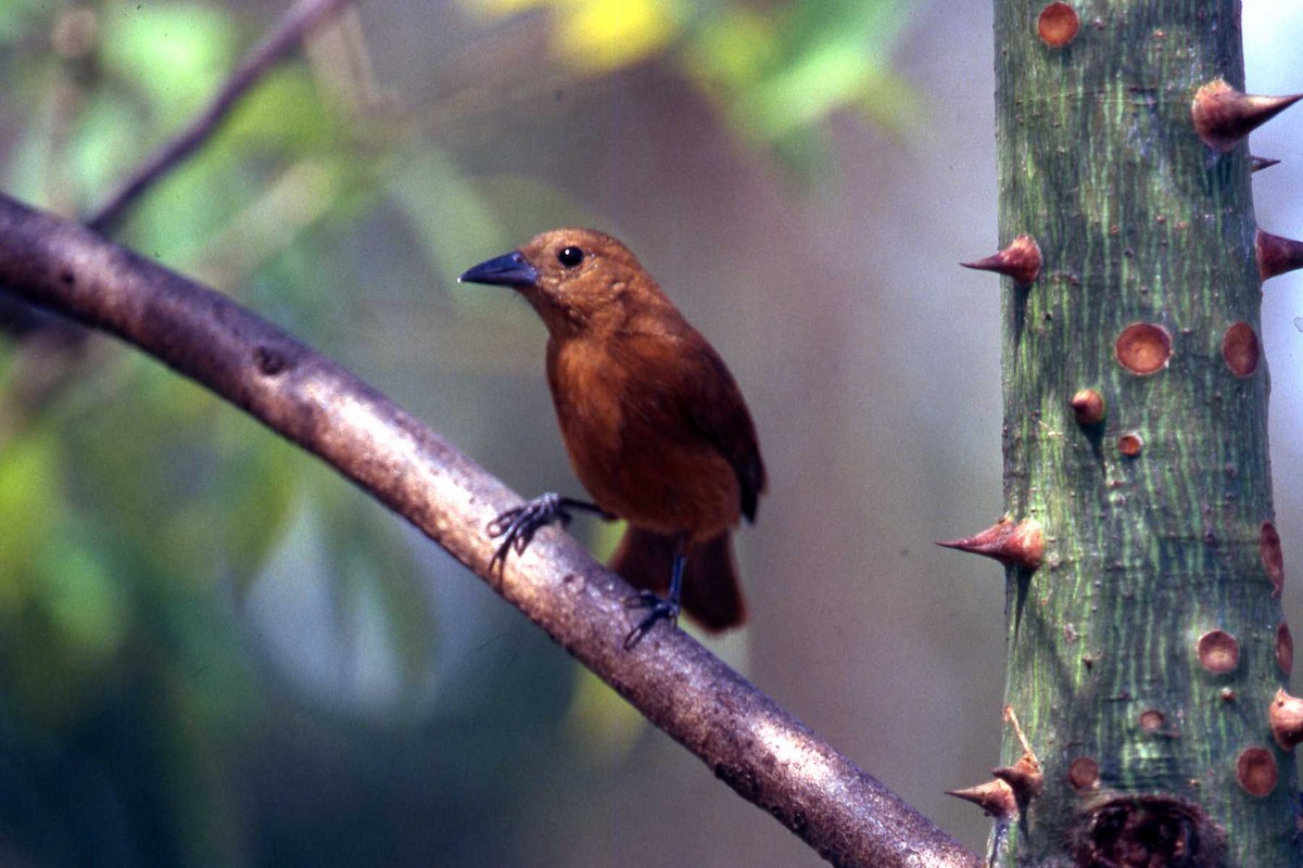 White-lined Tanager - ML304740631