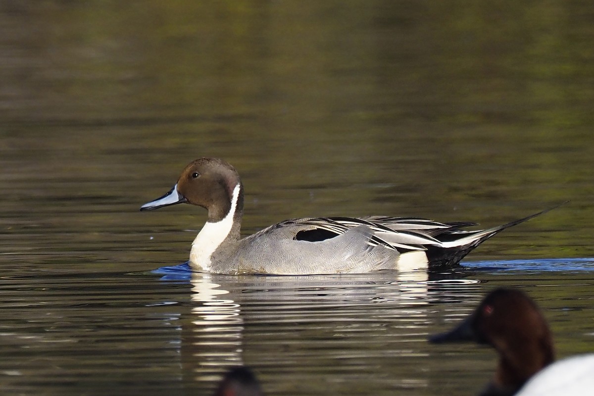 Northern Pintail - Donna Pomeroy
