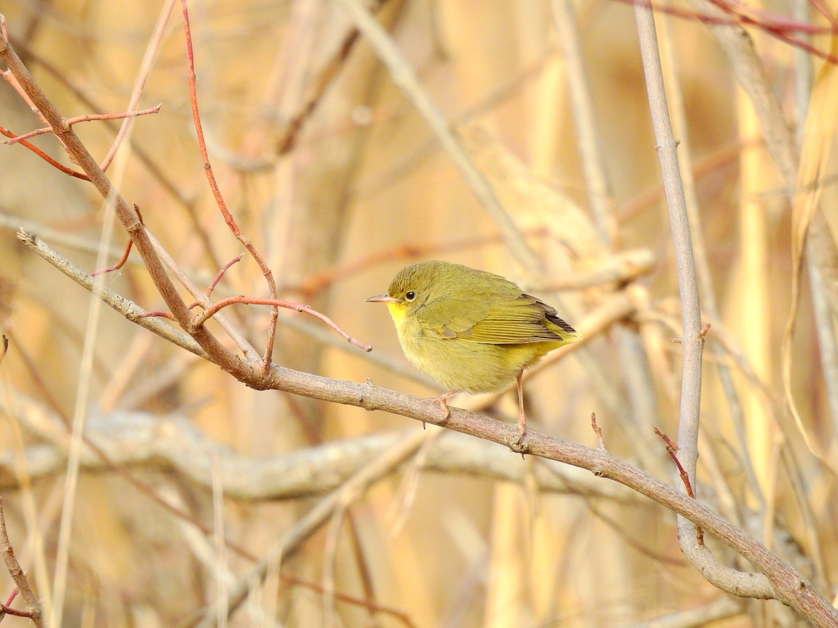 Common Yellowthroat - ML304743421