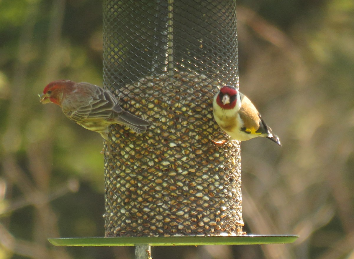 European Goldfinch - ML304744481