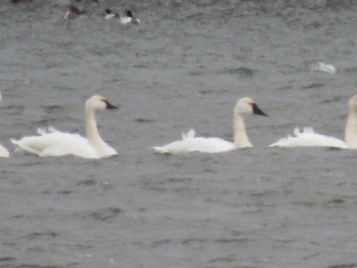 Tundra Swan - ML304747531