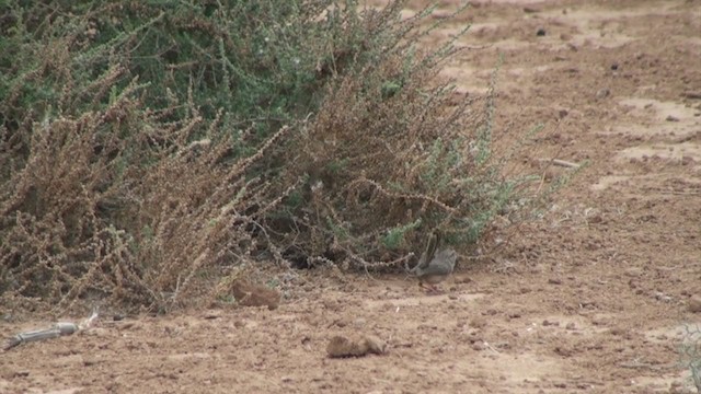 מדברון (מערב אפריקה) - ML304749861