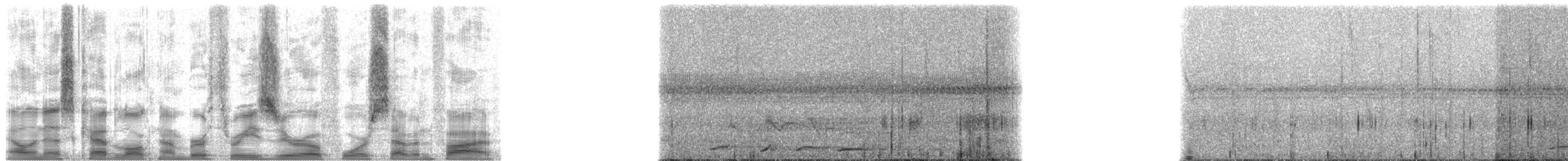 holub vínový [skupina purpureotincta] - ML30475