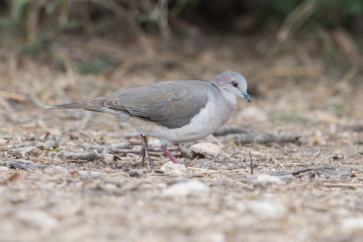 White-tipped Dove - John C. Mittermeier