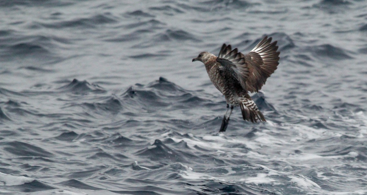 Pomarine Jaeger - Colette Micallef