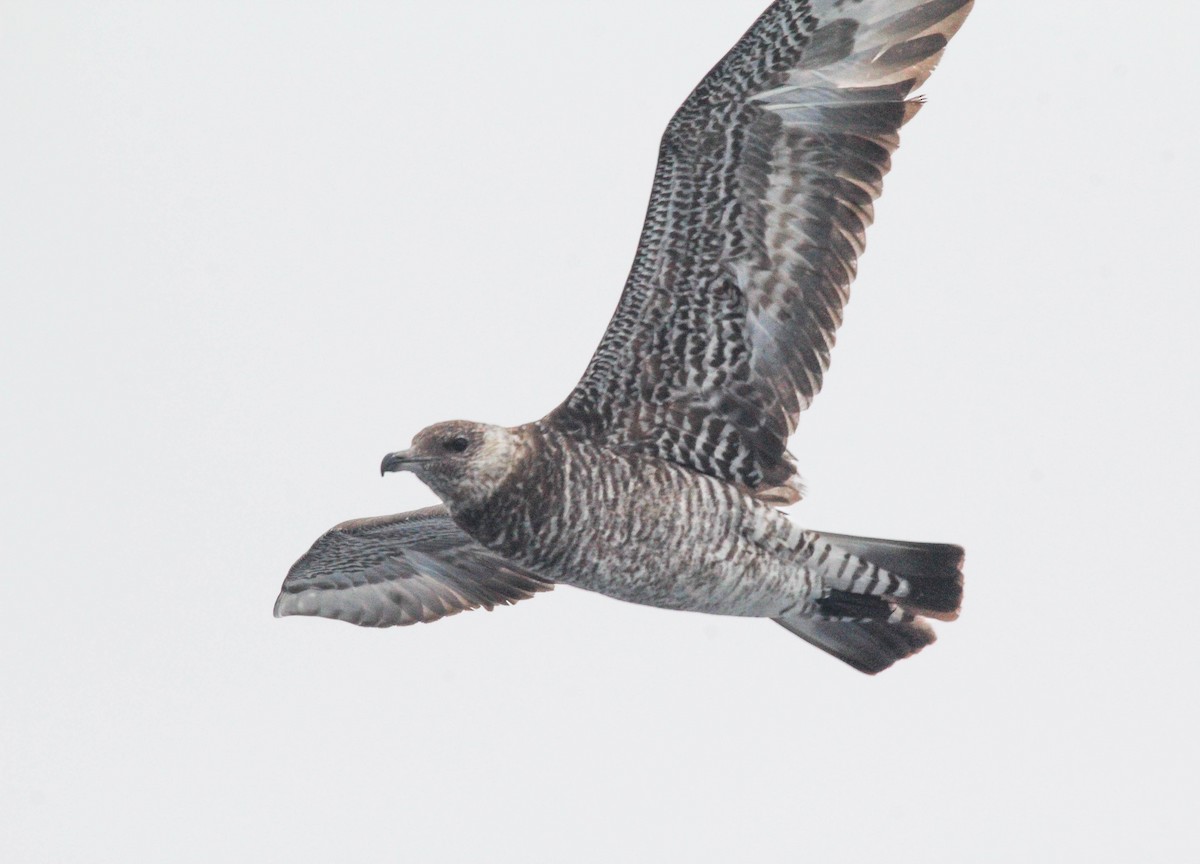 Pomarine Jaeger - Colette Micallef