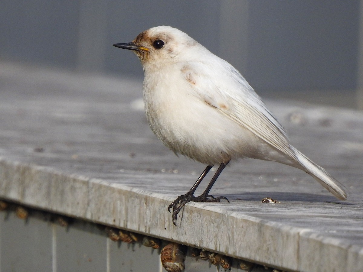 Black Redstart - Luís Lourenço