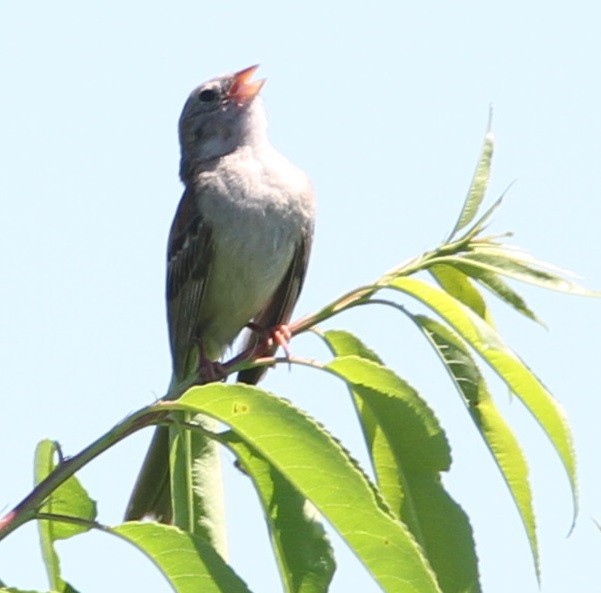 Field Sparrow - ML30475141