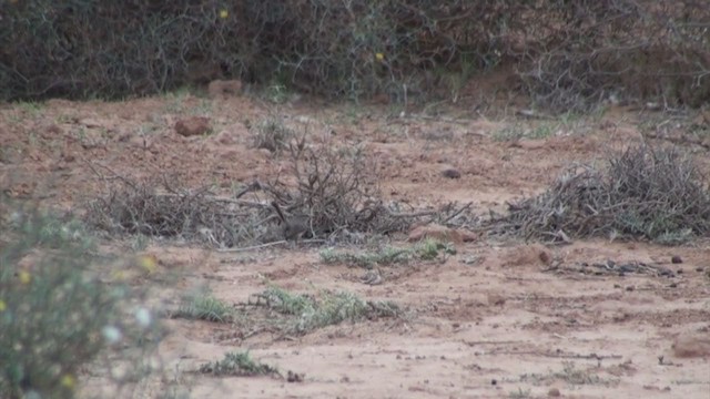 Scrub Warbler (Western) - ML304751441