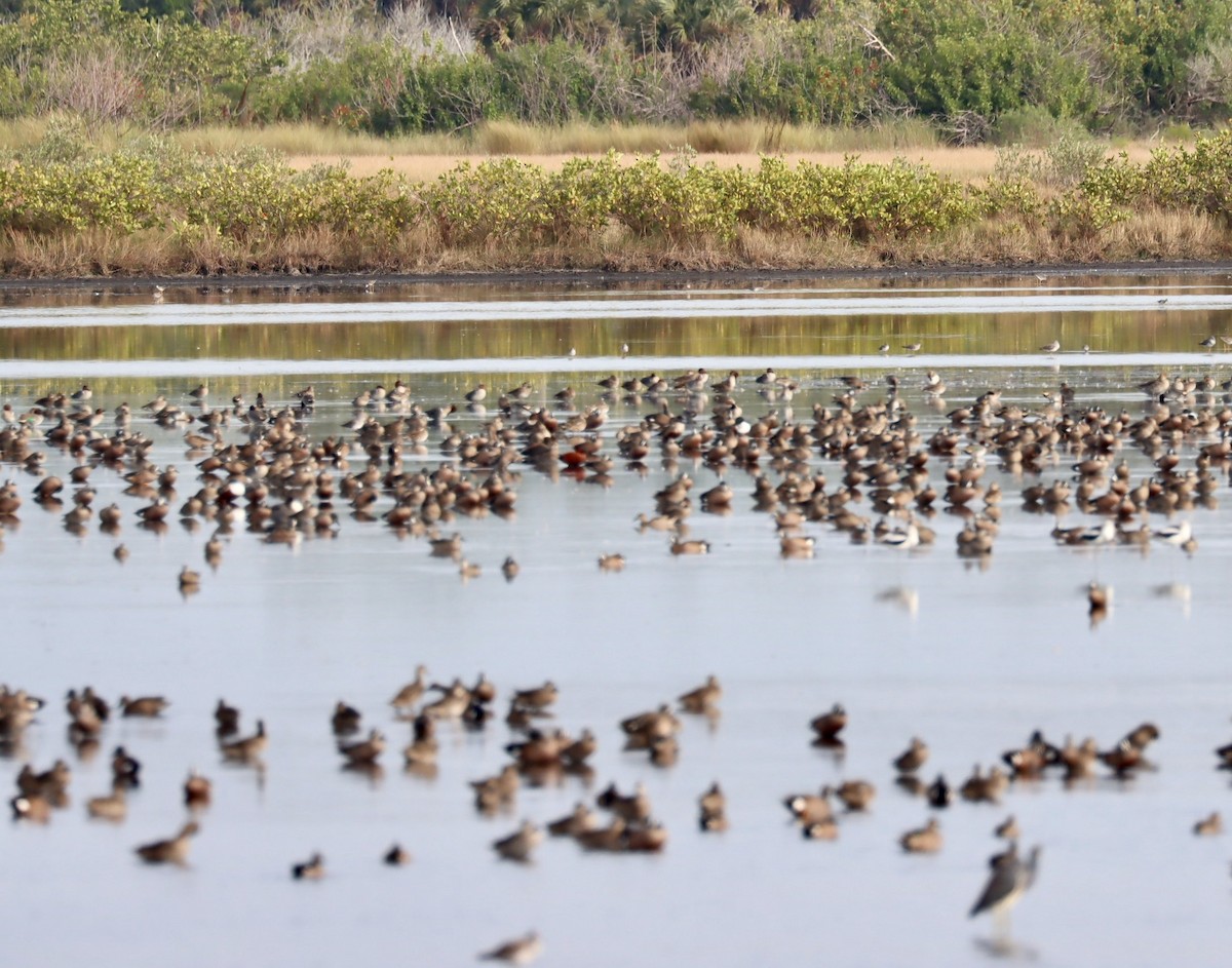 Northern Shoveler - R.D. Wallace