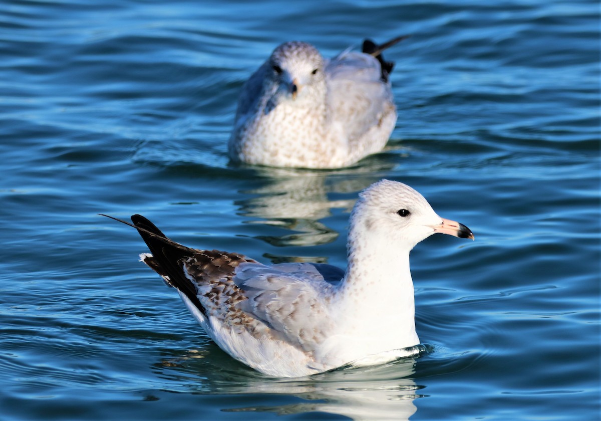 クロワカモメ - ML304755021