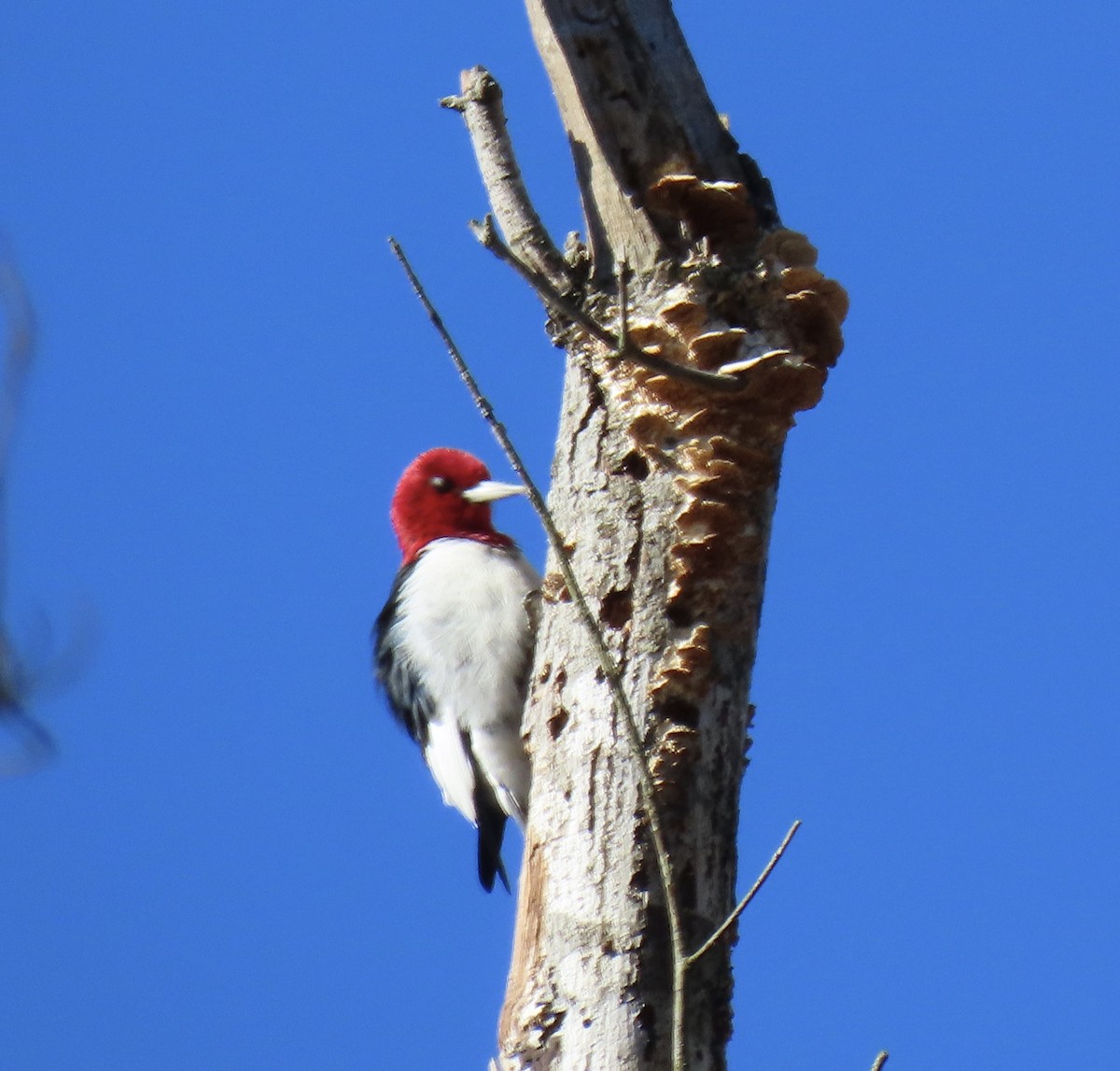 Red-headed Woodpecker - ML304755631