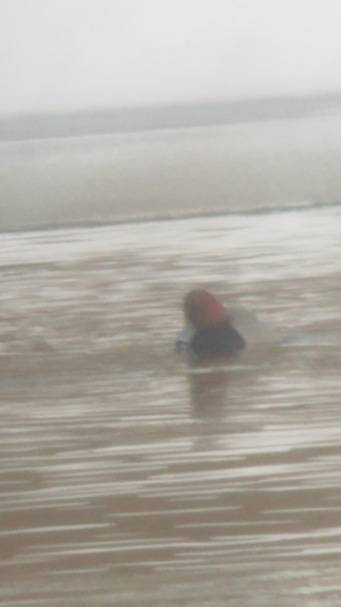 Redhead - ML304756481