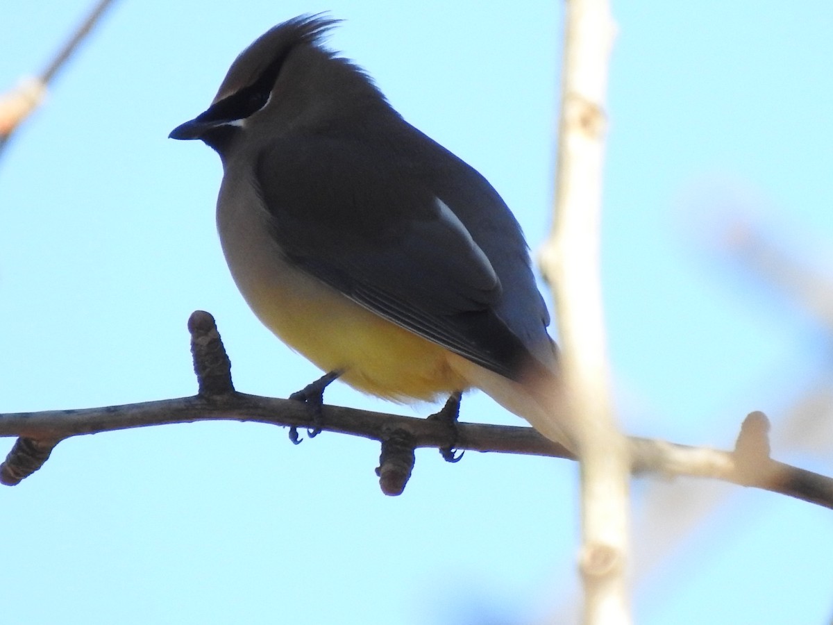 Cedar Waxwing - ML304758781