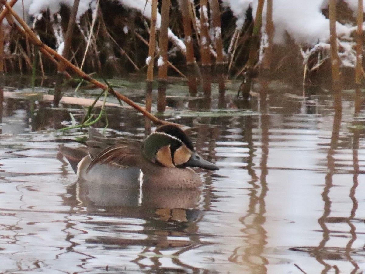 Baikal Teal - Elias Ernvik