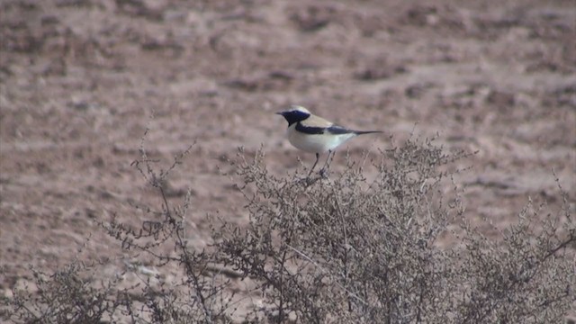 Desert Wheatear - ML304759951