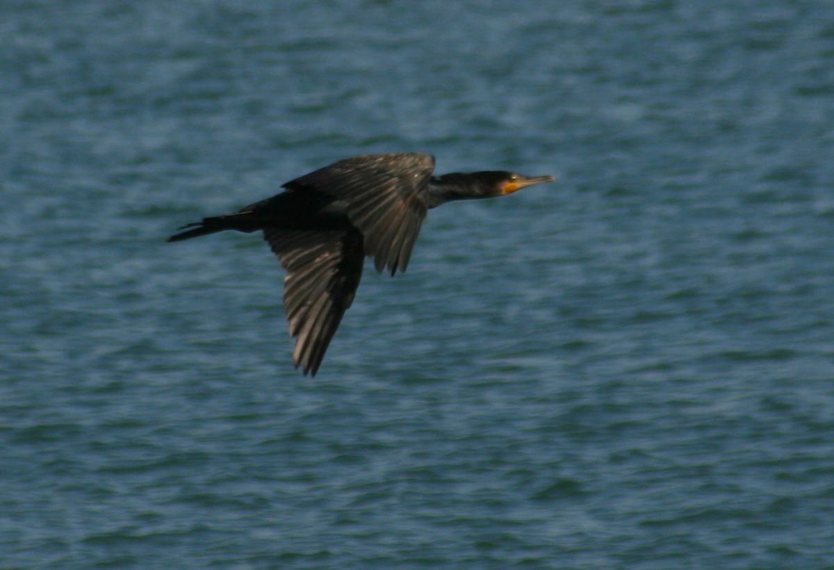 Great Cormorant - ML304761041