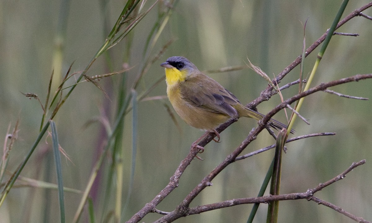 Gray-crowned Yellowthroat - ML30476151