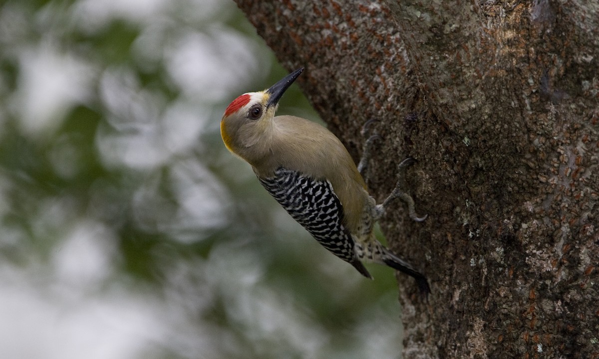 Hoffmann's Woodpecker - Brian Sullivan