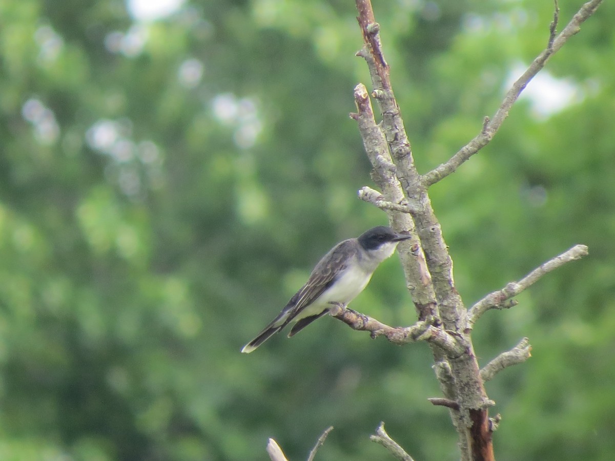 Eastern Kingbird - ML30476231