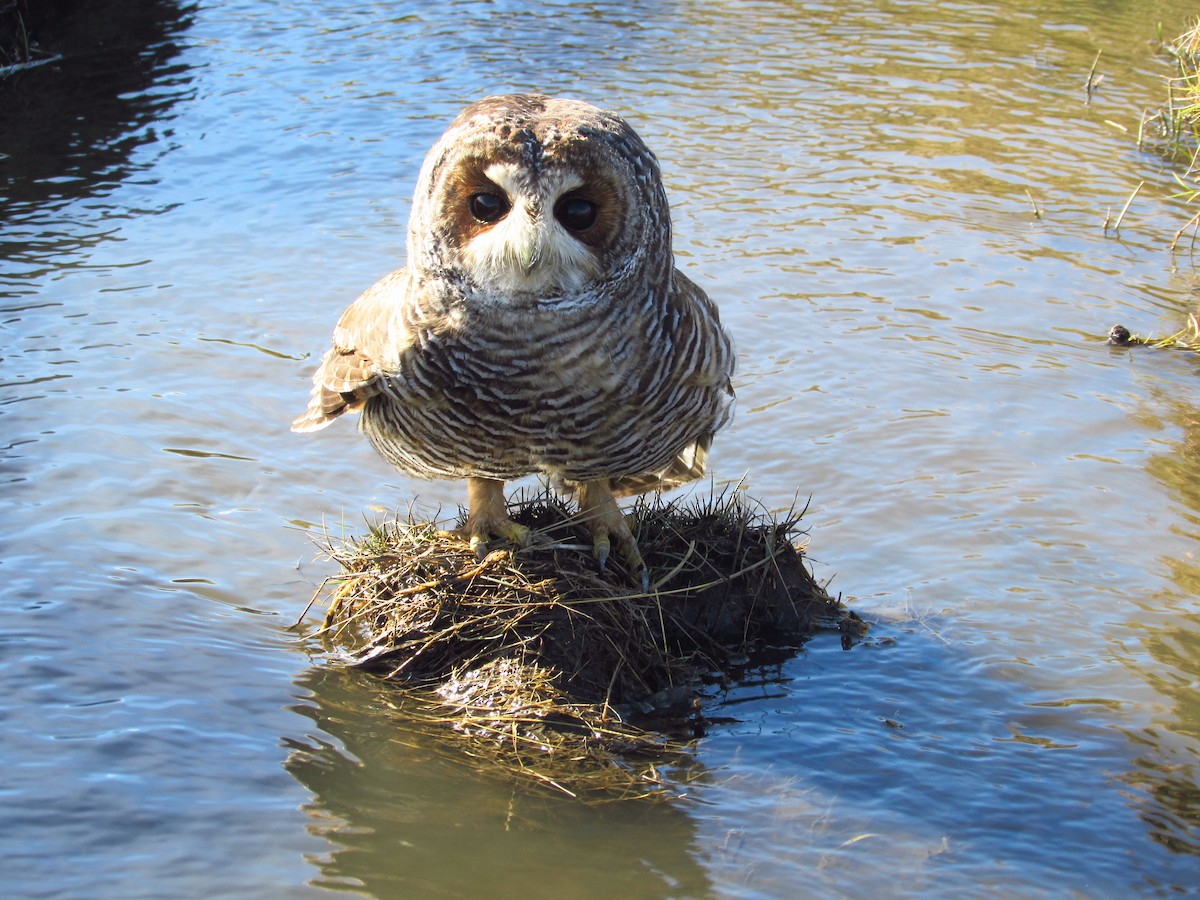 Rufous-legged Owl - ML304763101
