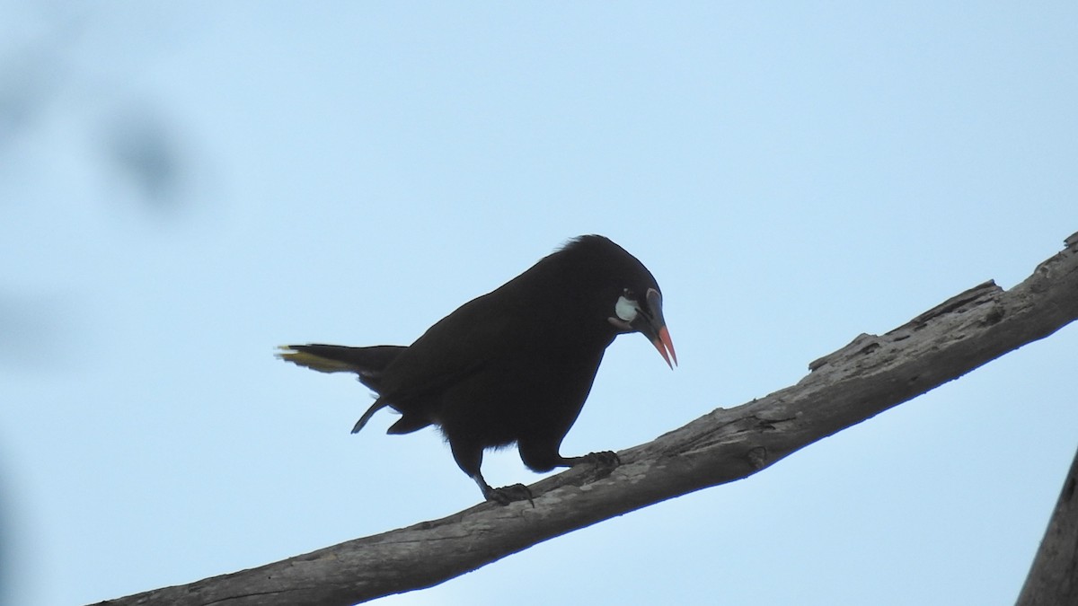 Montezuma Oropendola - ML304763531