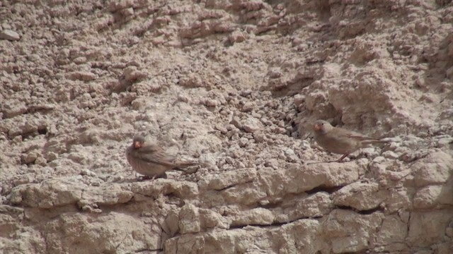 חצוצרן מדבר - ML304764001