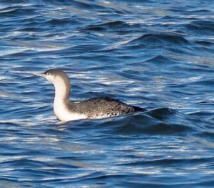Red-throated Loon - ML304764561