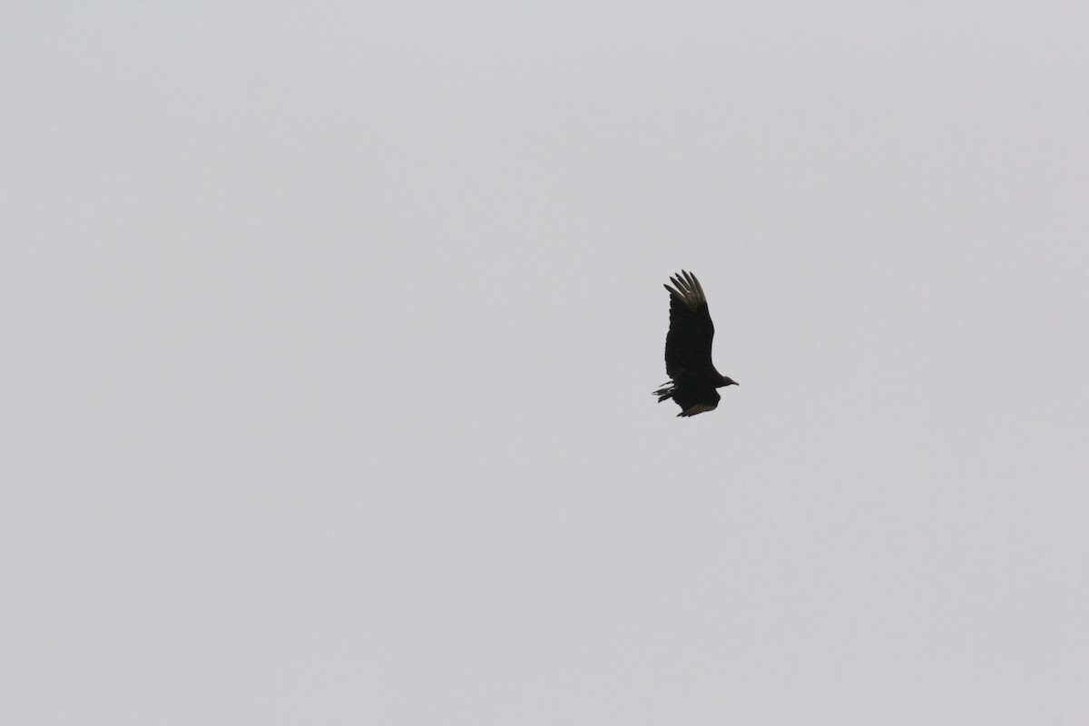 Black Vulture - ML304764971