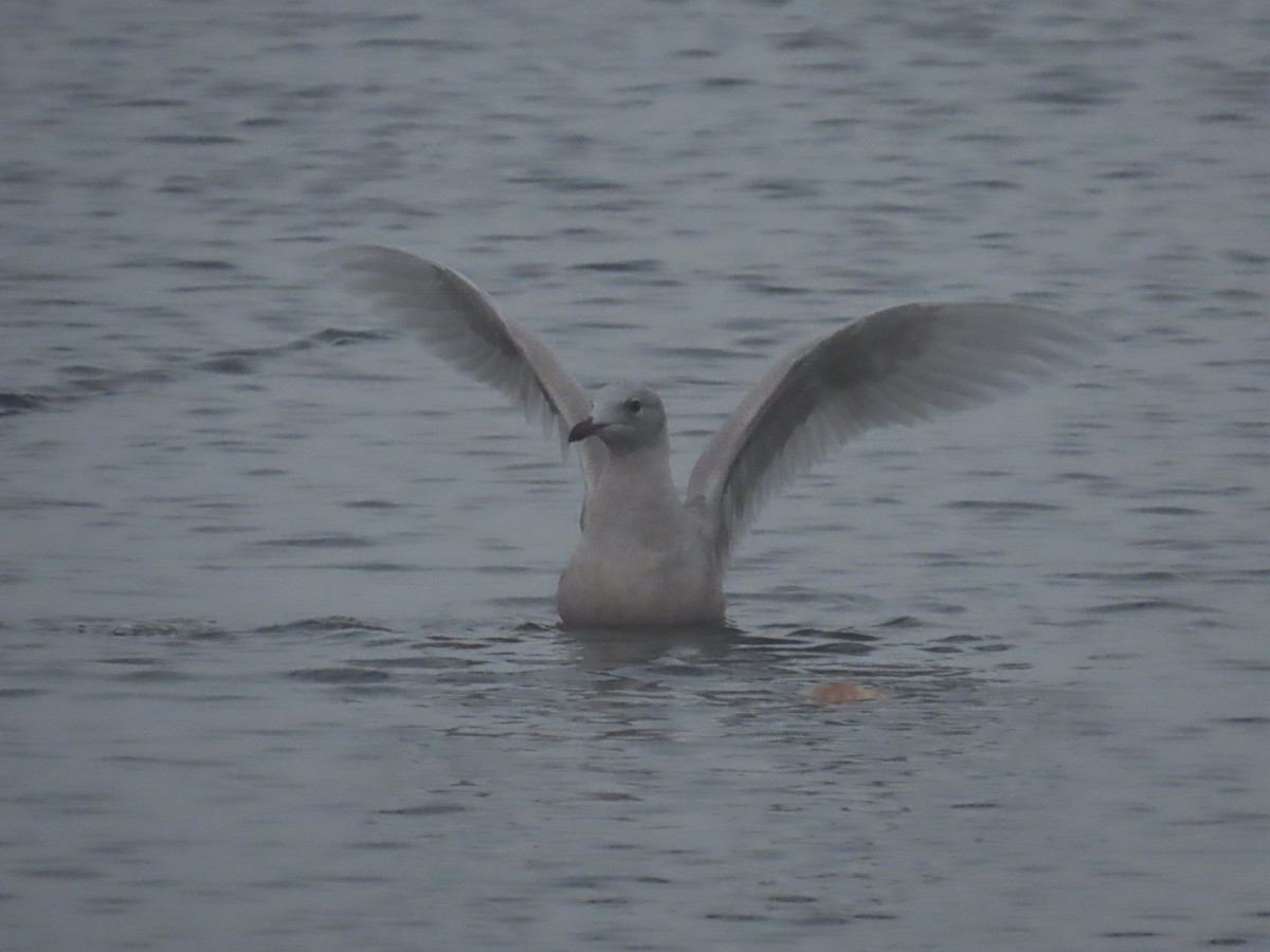 Iceland Gull - ML304765141