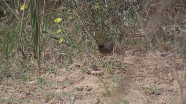 Tristram's Warbler - ML304765651