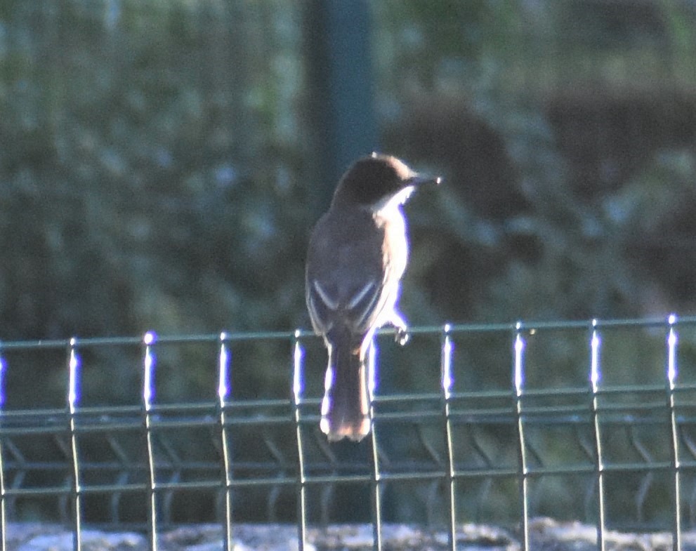 Loggerhead Kingbird - ML304766341