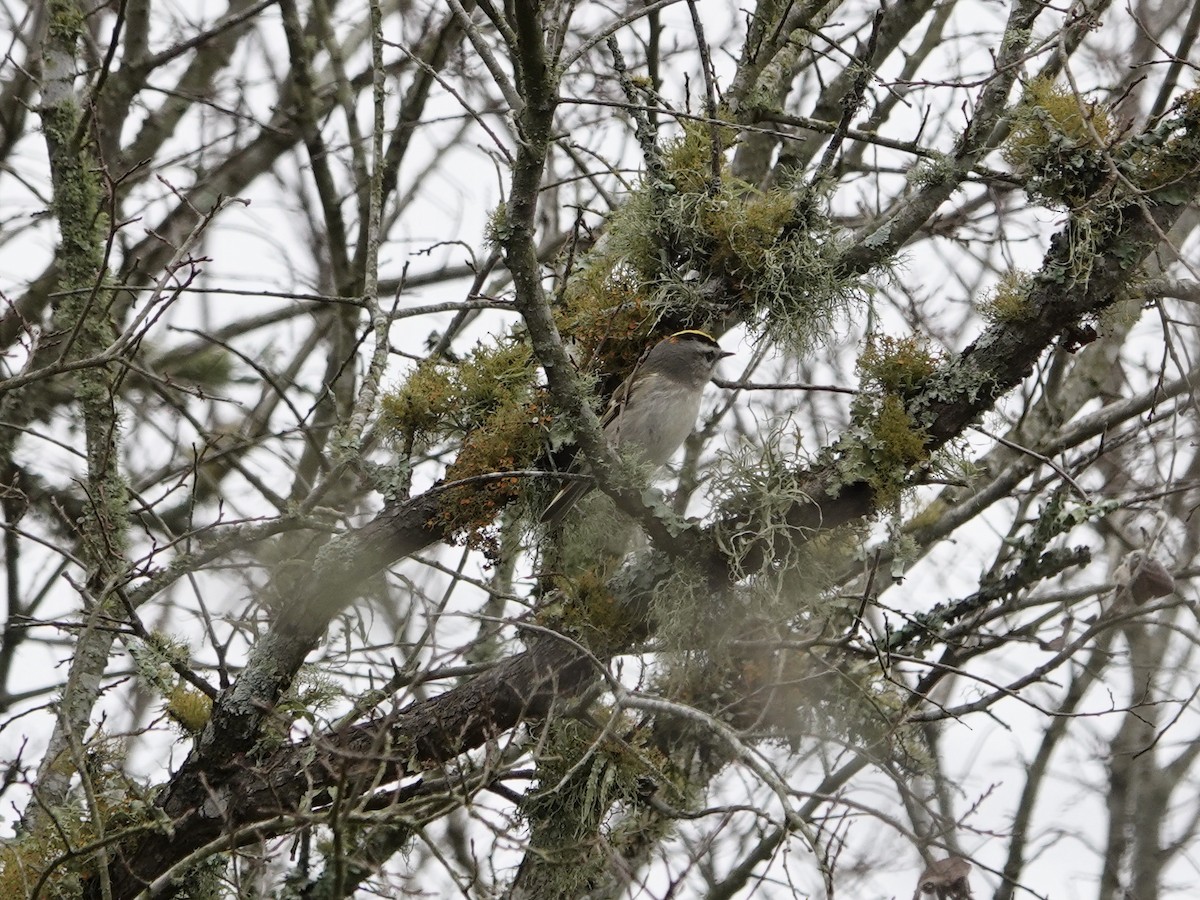 Golden-crowned Kinglet - Amy Bishop & Doug Booher