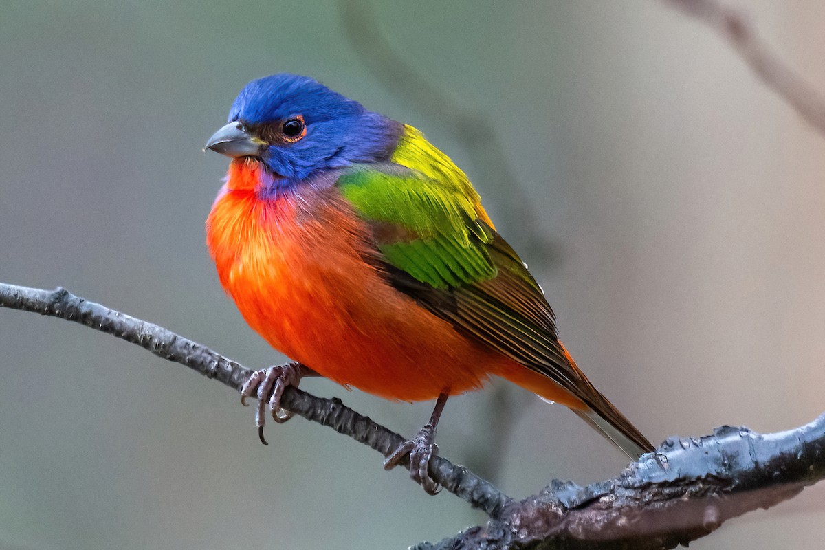 Painted Bunting - Kurt Gaskill