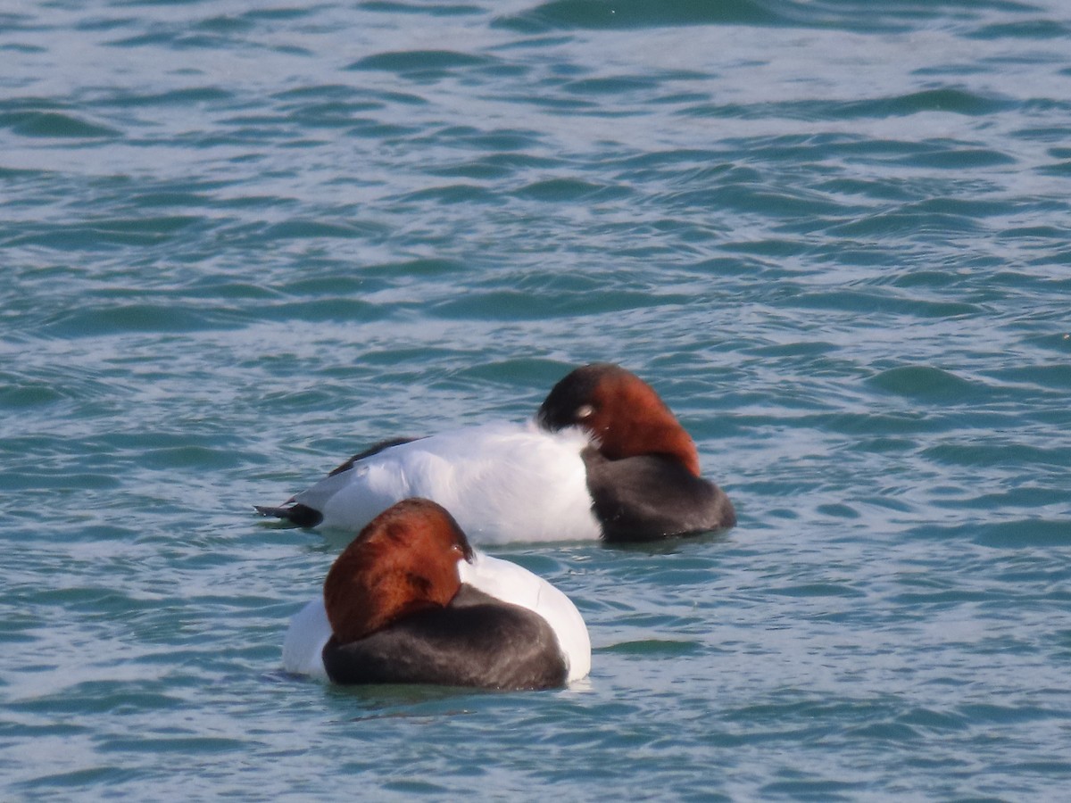 Canvasback - ML304771101