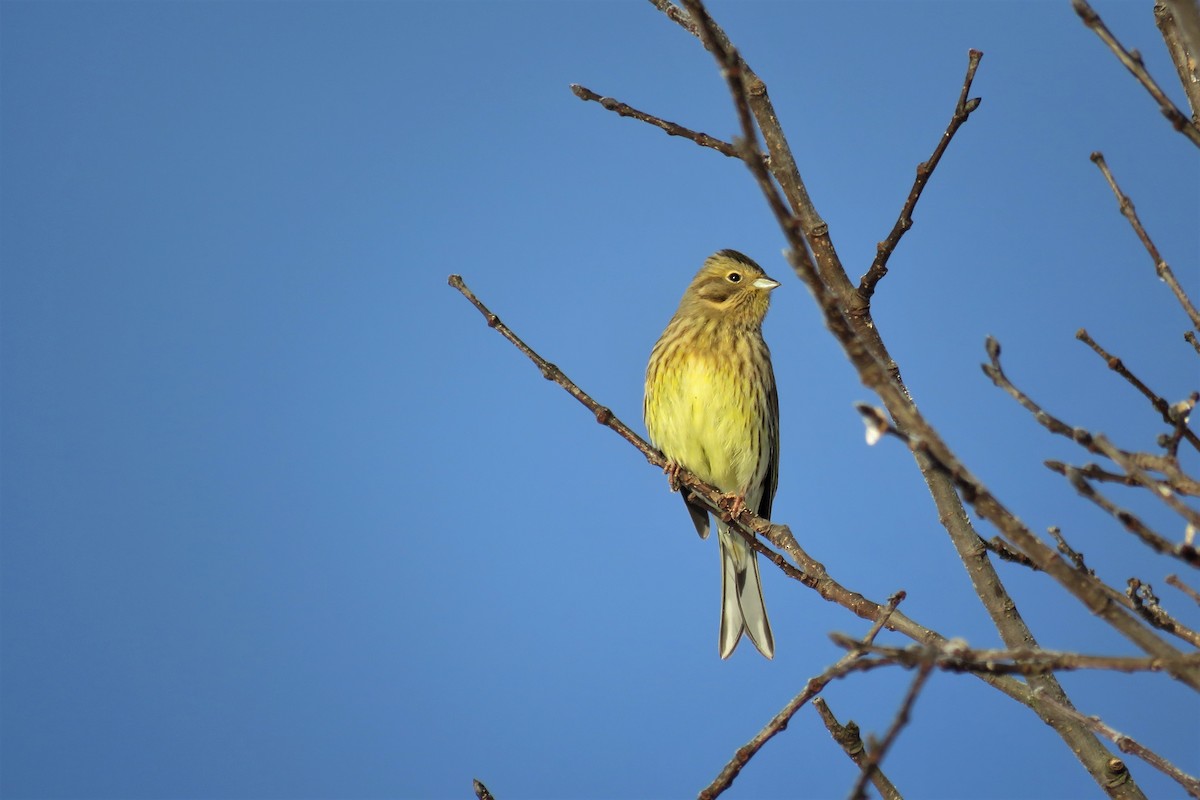 Yellowhammer - ML304772341