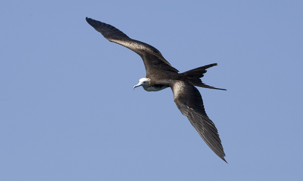 Magnificent Frigatebird - Brian Sullivan