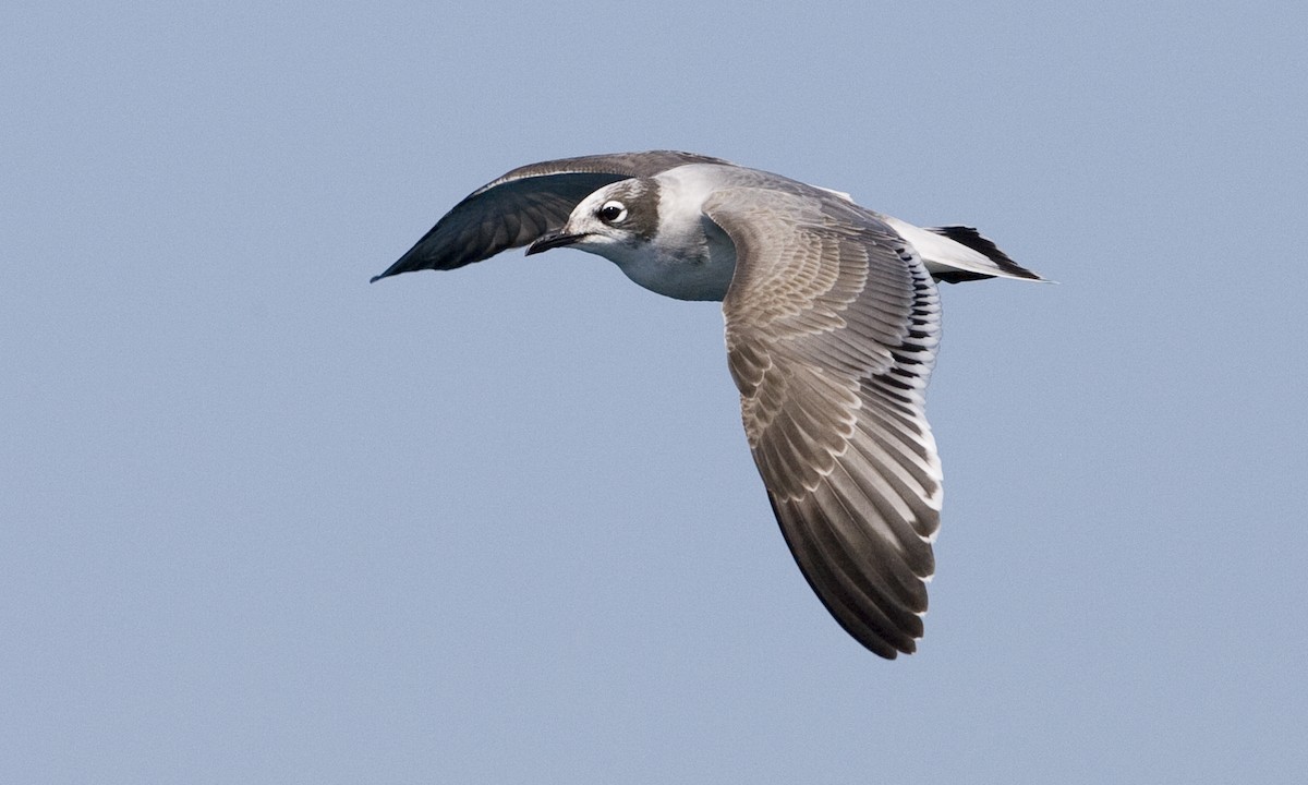 Franklin's Gull - Brian Sullivan